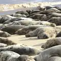 A pile of blubber, The Seals of Horsey Gap, Norfolk - 21st February 2016