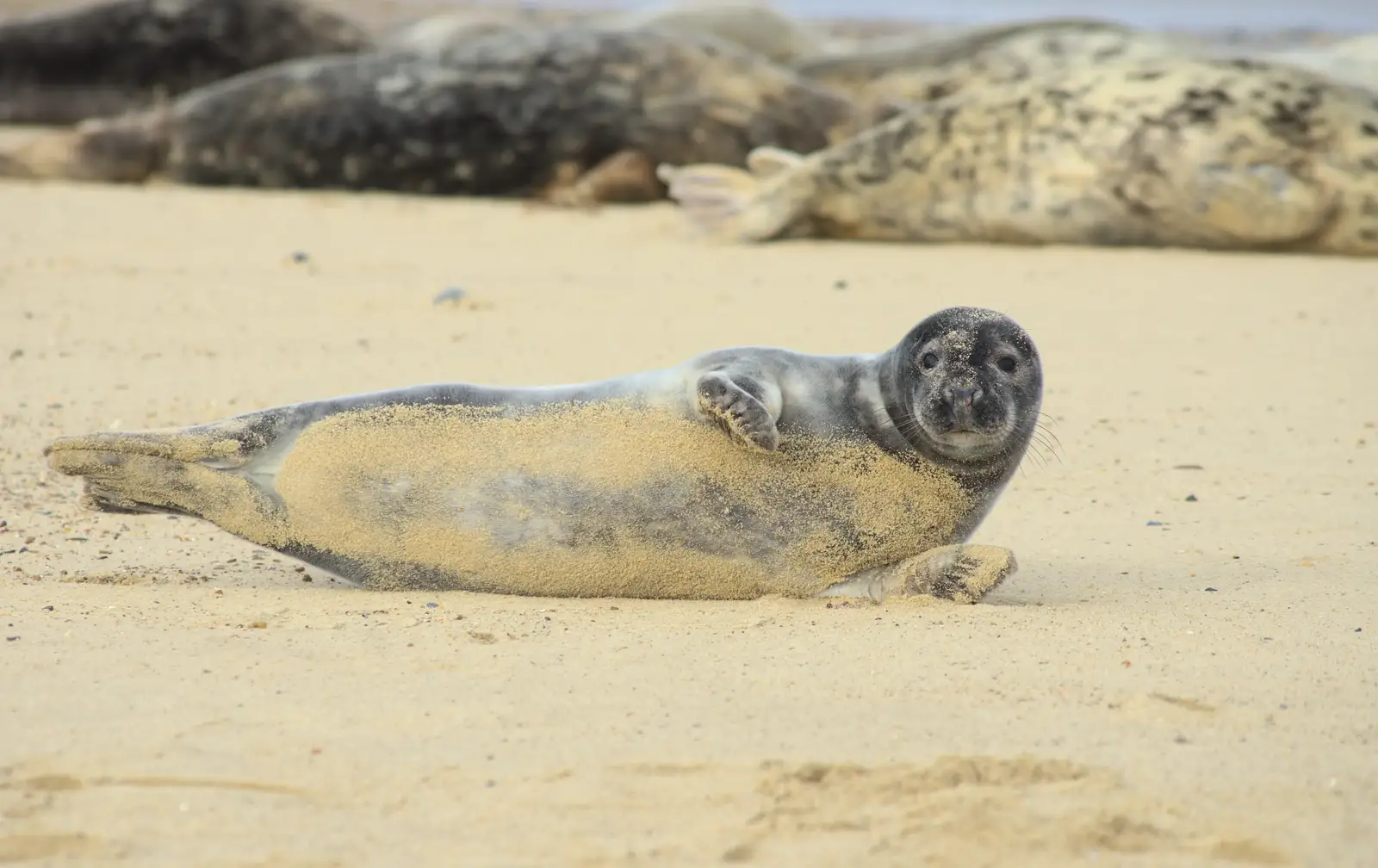 A sandy seal does some tail-lifting, from The Seals of Horsey Gap, Norfolk - 21st February 2016