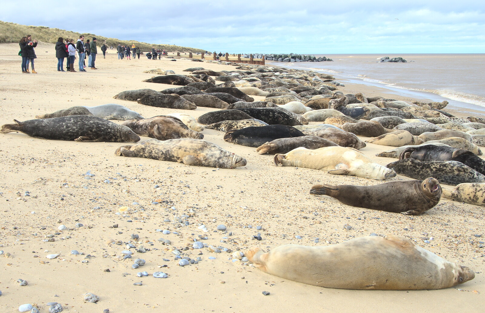 A beach-full of seals from The Seals of Horsey Gap, Norfolk - 21st February 2016