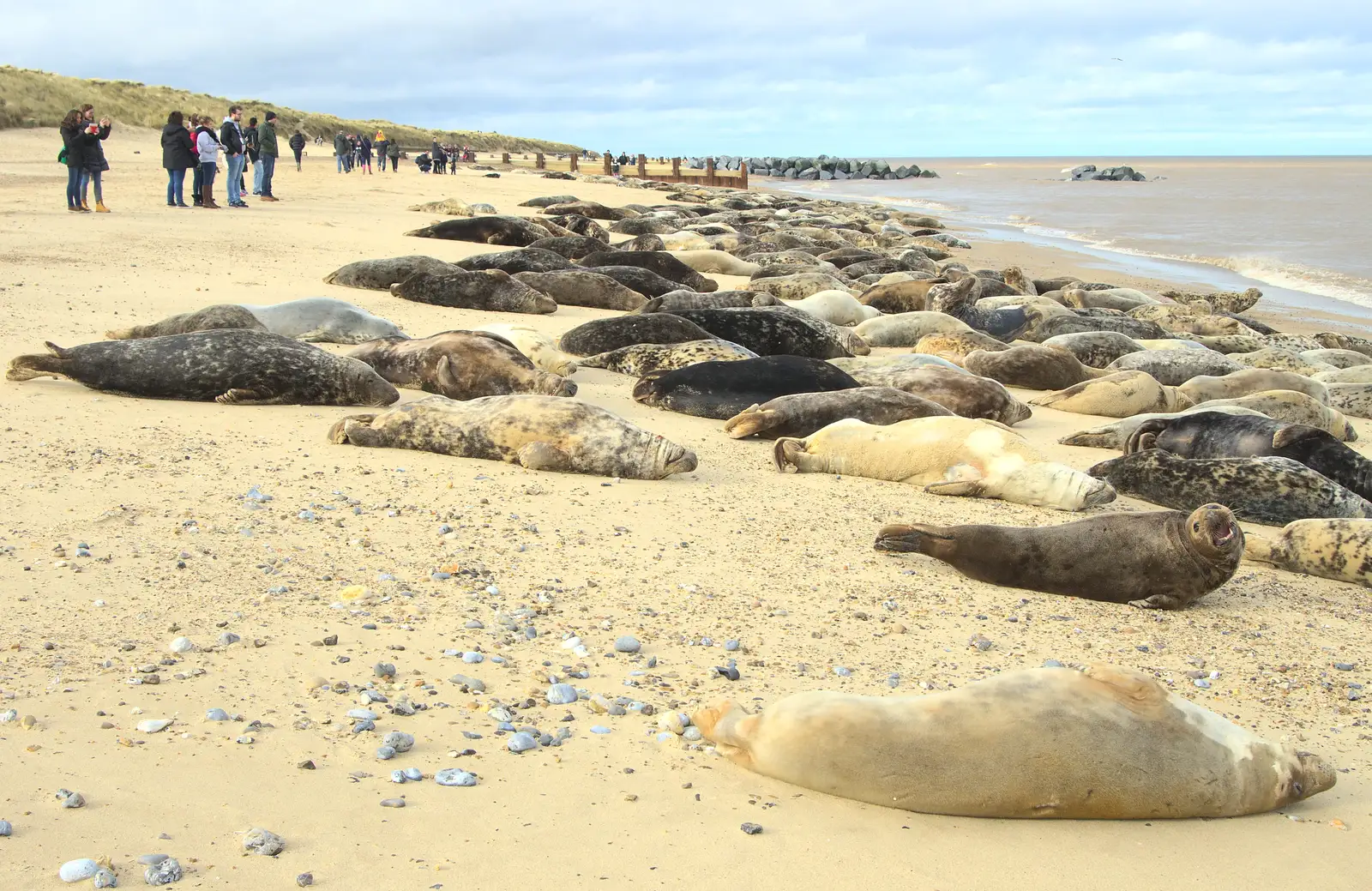 A beach-full of seals, from The Seals of Horsey Gap, Norfolk - 21st February 2016