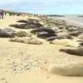 A beach-full of seals, The Seals of Horsey Gap, Norfolk - 21st February 2016