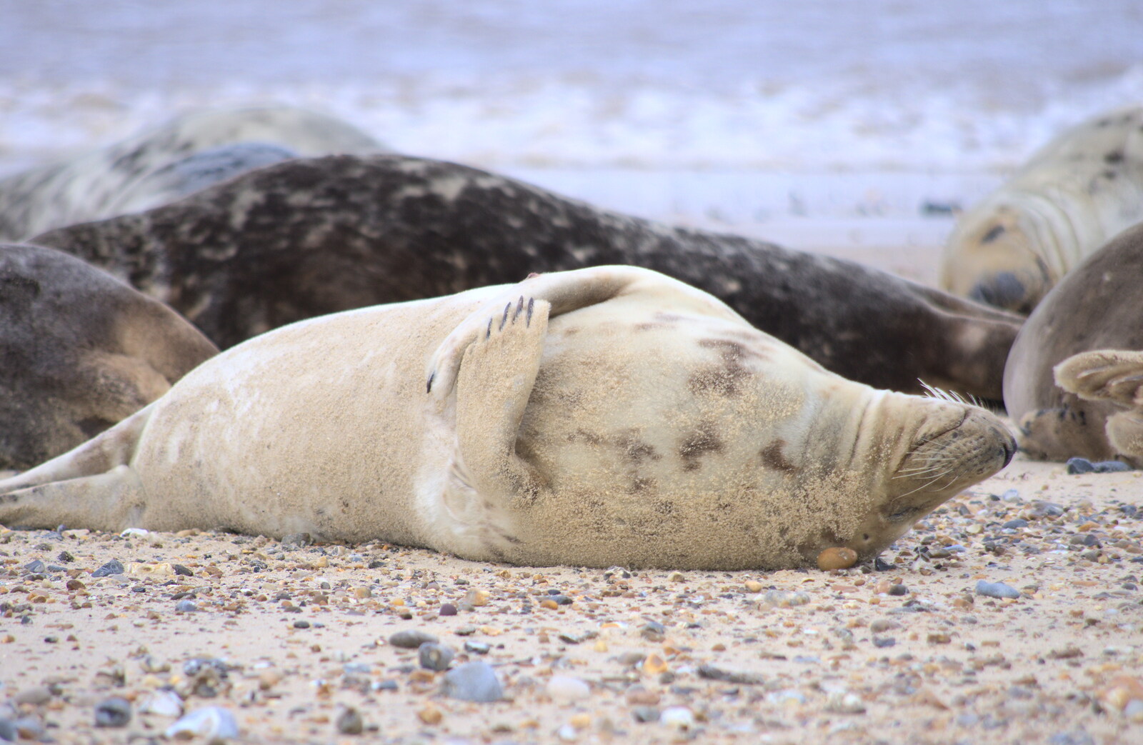 A seal rolls around from The Seals of Horsey Gap, Norfolk - 21st February 2016
