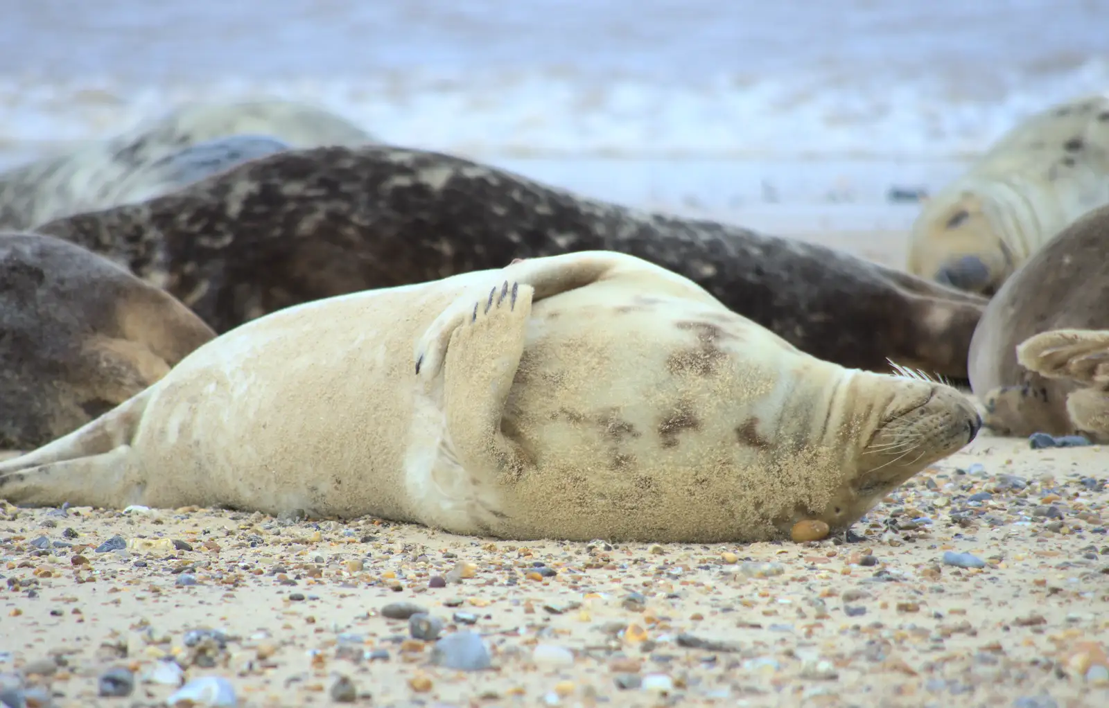 Happiness is a beach, from The Seals of Horsey Gap, Norfolk - 21st February 2016