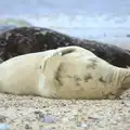 Happiness is a beach, The Seals of Horsey Gap, Norfolk - 21st February 2016