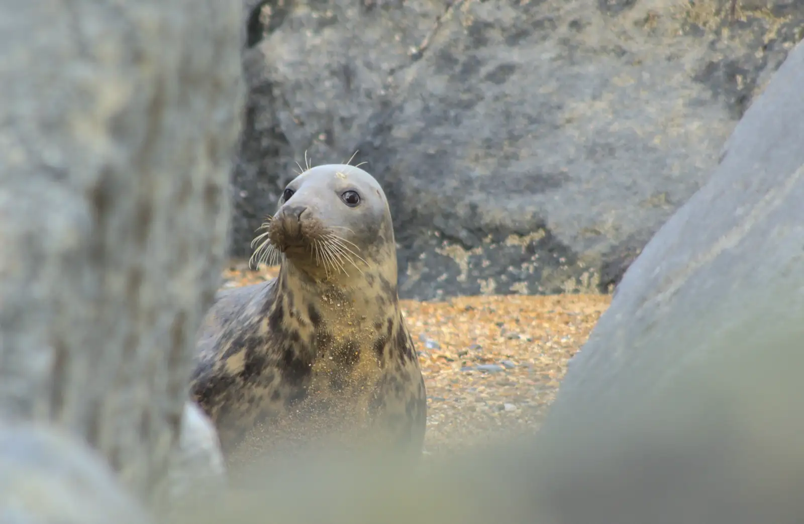 A curious seal pokes around among the rocks, from The Seals of Horsey Gap, Norfolk - 21st February 2016