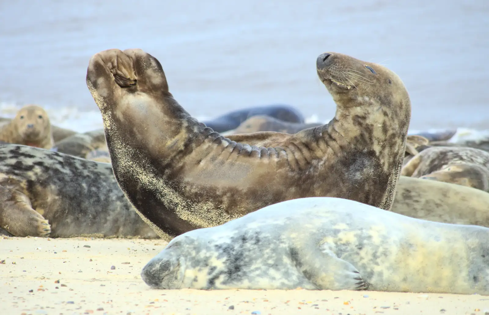 Oh maaaan, it's good to scratch, from The Seals of Horsey Gap, Norfolk - 21st February 2016