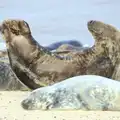 Oh maaaan, it's good to scratch, The Seals of Horsey Gap, Norfolk - 21st February 2016