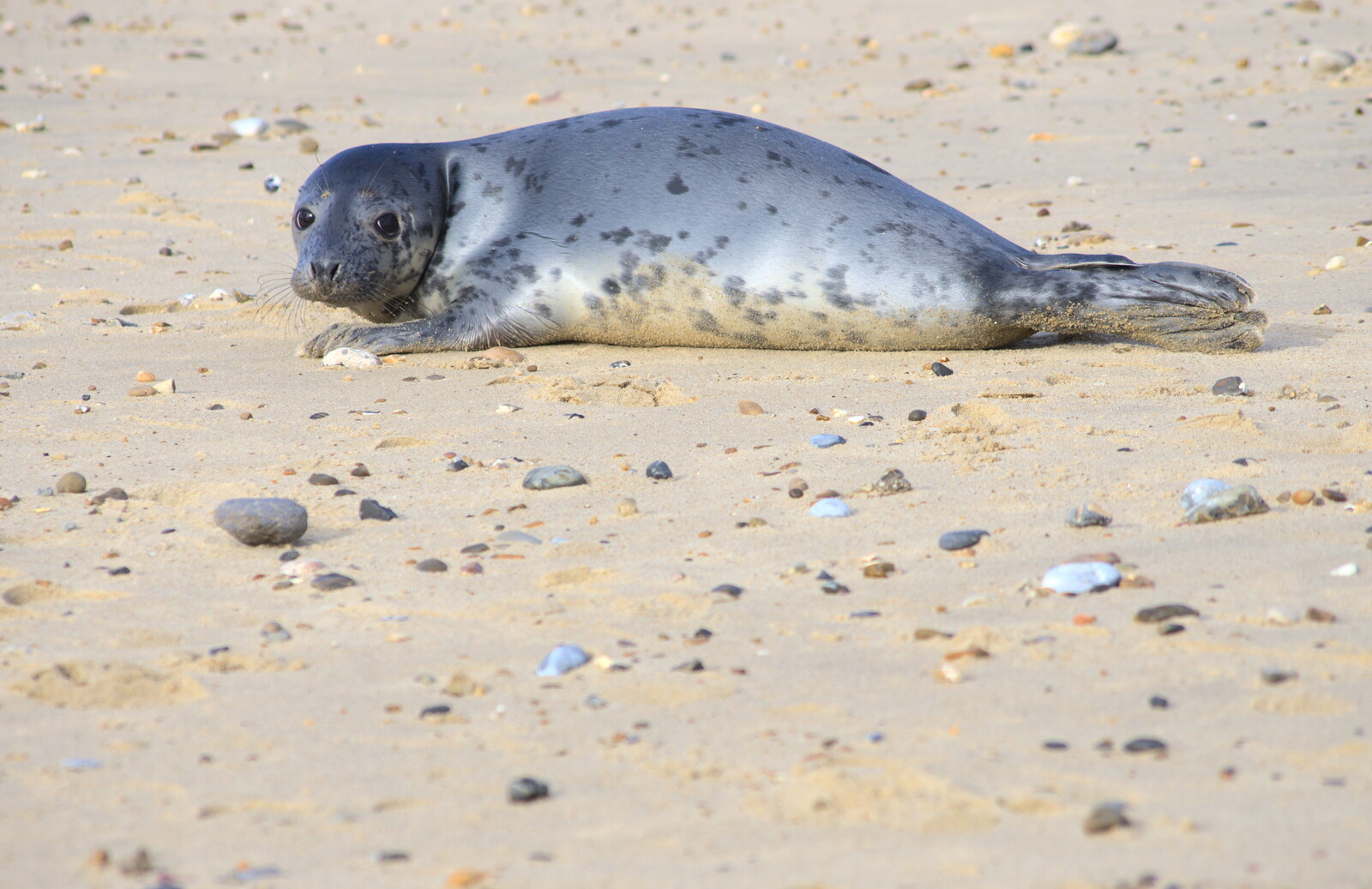 A silver seal-pup looks like a mirror from The Seals of Horsey Gap, Norfolk - 21st February 2016