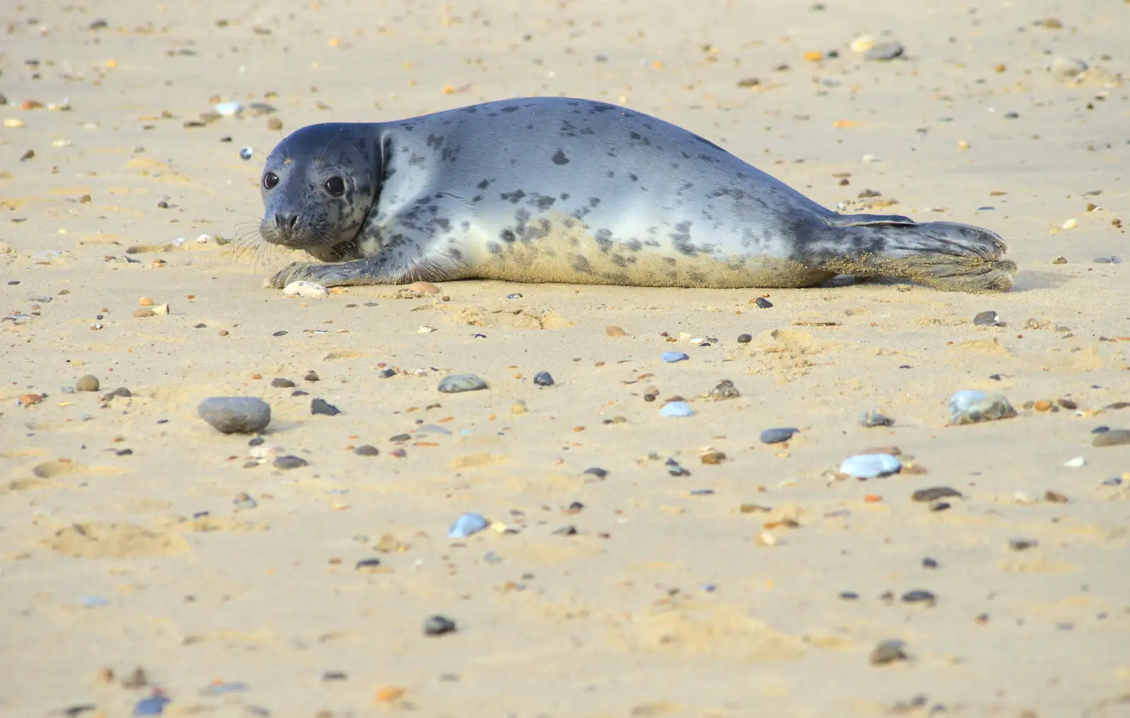 A silver seal-pup looks like a mirror, from The Seals of Horsey Gap, Norfolk - 21st February 2016