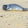 A silver seal-pup looks like a mirror, The Seals of Horsey Gap, Norfolk - 21st February 2016