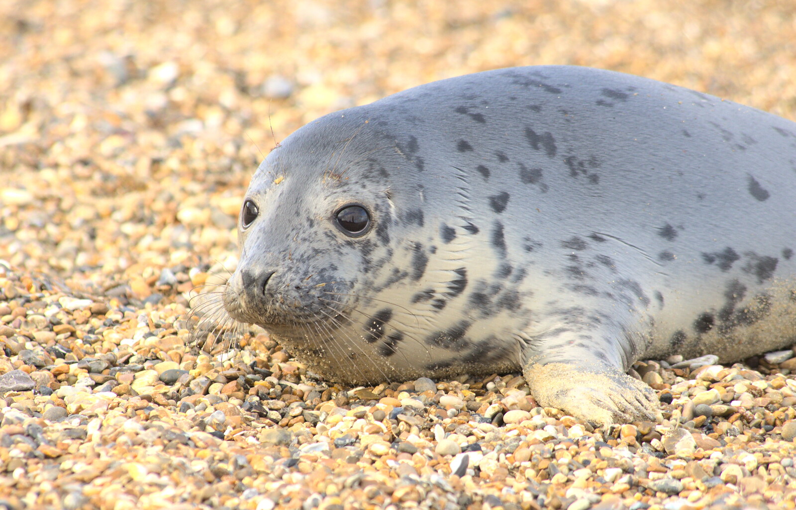 The seal pup comes up close from The Seals of Horsey Gap, Norfolk - 21st February 2016