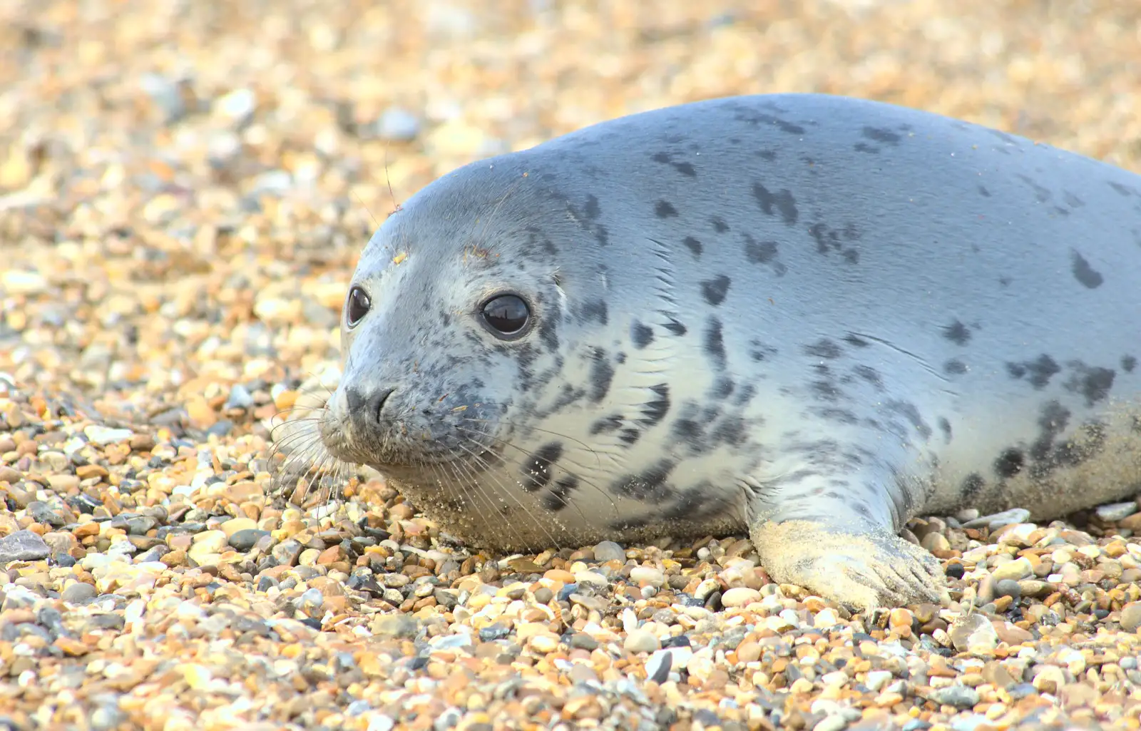 The seal pup comes up close, from The Seals of Horsey Gap, Norfolk - 21st February 2016