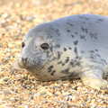 The seal pup comes up close, The Seals of Horsey Gap, Norfolk - 21st February 2016