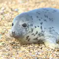 The seal pup comes up close, The Seals of Horsey Gap, Norfolk - 21st February 2016