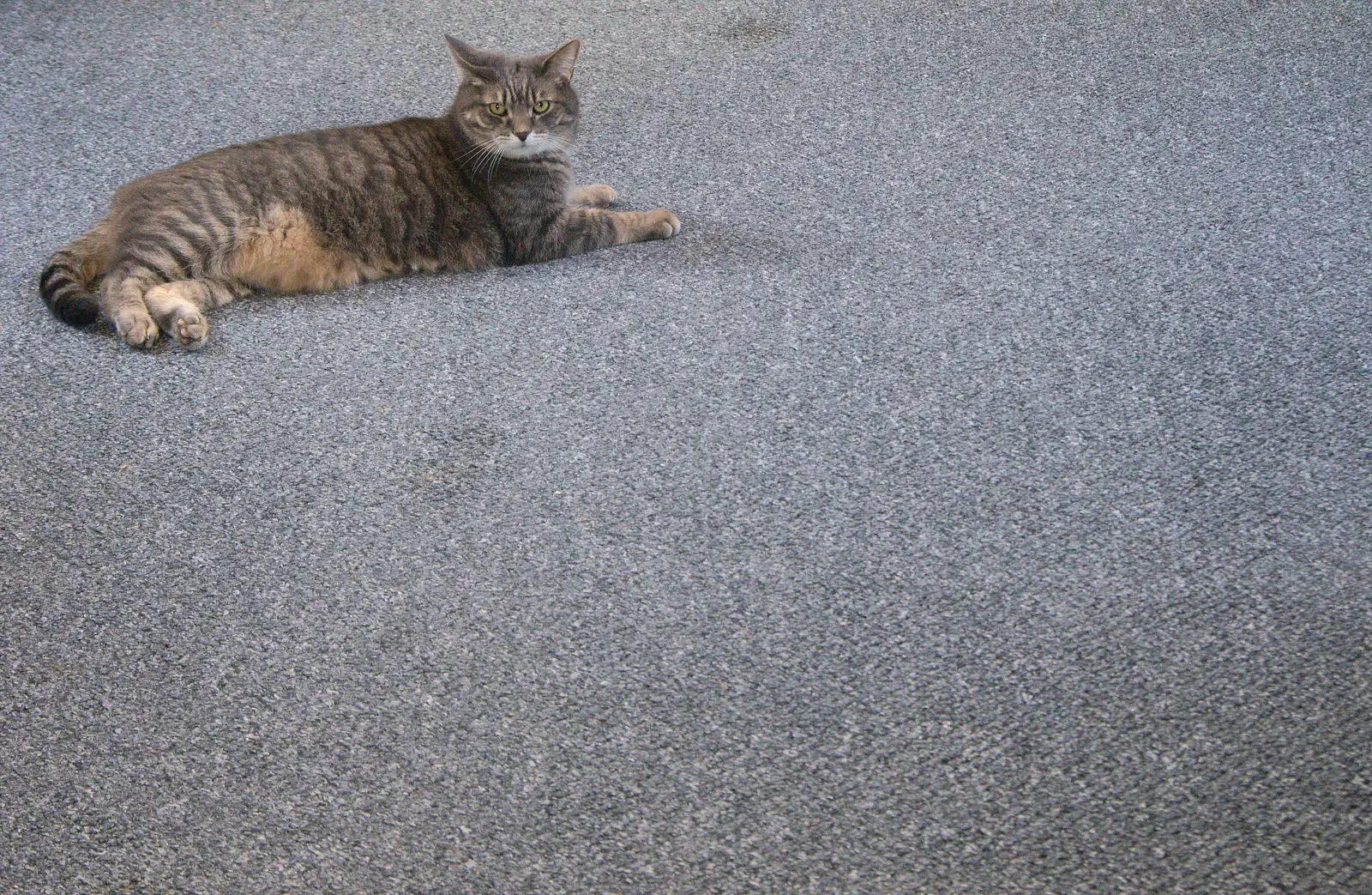 Boris - Stripey Cat, from A SwiftKey Power Cut, Southwark Bridge Road, London - 4th March 2016