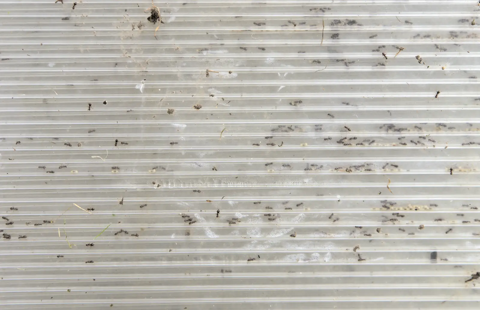 A million ants in some twin-wall polycarbonate, from Isobel's Hartismere Run, Castleton Way, Eye, Suffolk - 16th March 2016