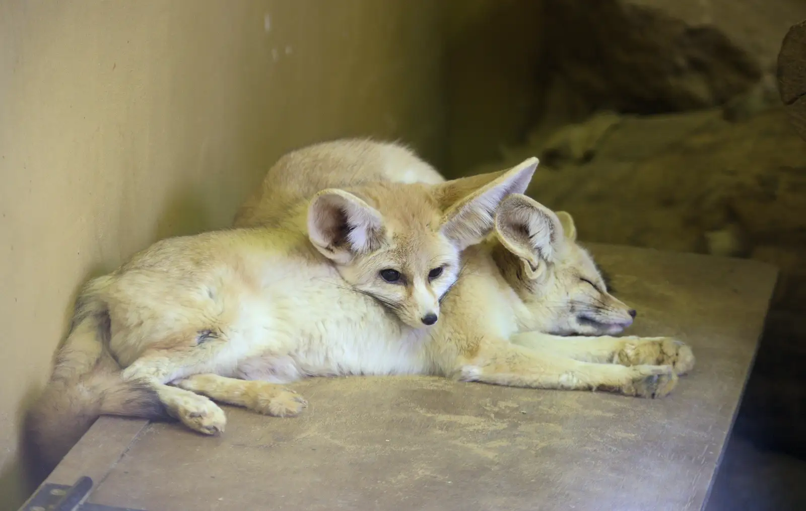 A pair of Fennec foxes, from Another Trip to Banham Zoo, Banham, Norfolk - 25th March 2016