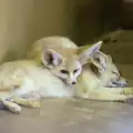 A pair of Fennec foxes, Another Trip to Banham Zoo, Banham, Norfolk - 25th March 2016