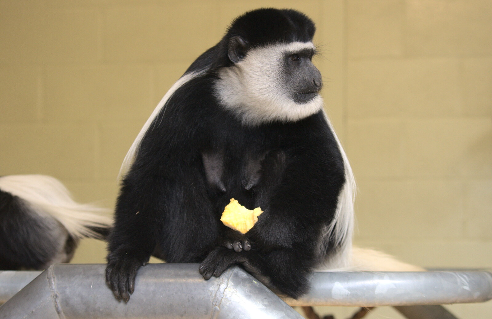 A black-and-white colobus monkey from Another Trip to Banham Zoo, Banham, Norfolk - 25th March 2016