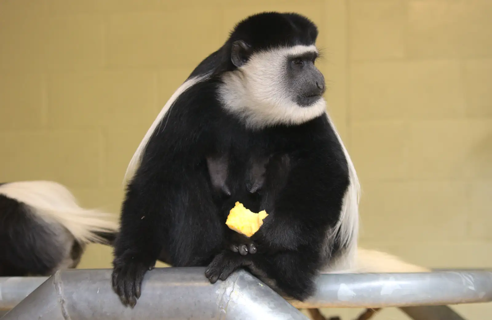 A black-and-white colobus monkey, from Another Trip to Banham Zoo, Banham, Norfolk - 25th March 2016