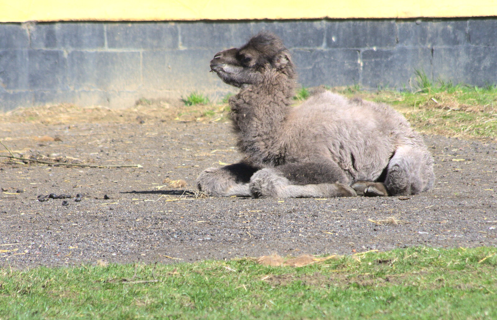 Banham Zoo has a baby Bactrian camel from Another Trip to Banham Zoo, Banham, Norfolk - 25th March 2016
