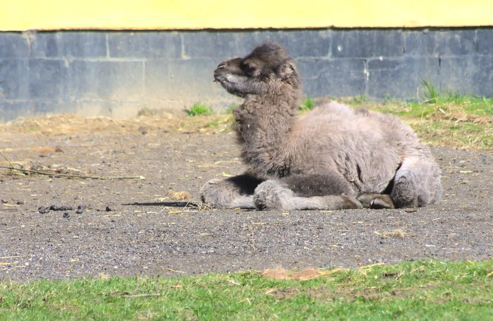 Banham Zoo has a baby Bactrian camel, from Another Trip to Banham Zoo, Banham, Norfolk - 25th March 2016