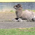 Another Trip to Banham Zoo, Banham, Norfolk - 25th March 2016, Banham Zoo has a baby Bactrian camel