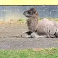 Banham Zoo has a baby Bactrian camel, Another Trip to Banham Zoo, Banham, Norfolk - 25th March 2016