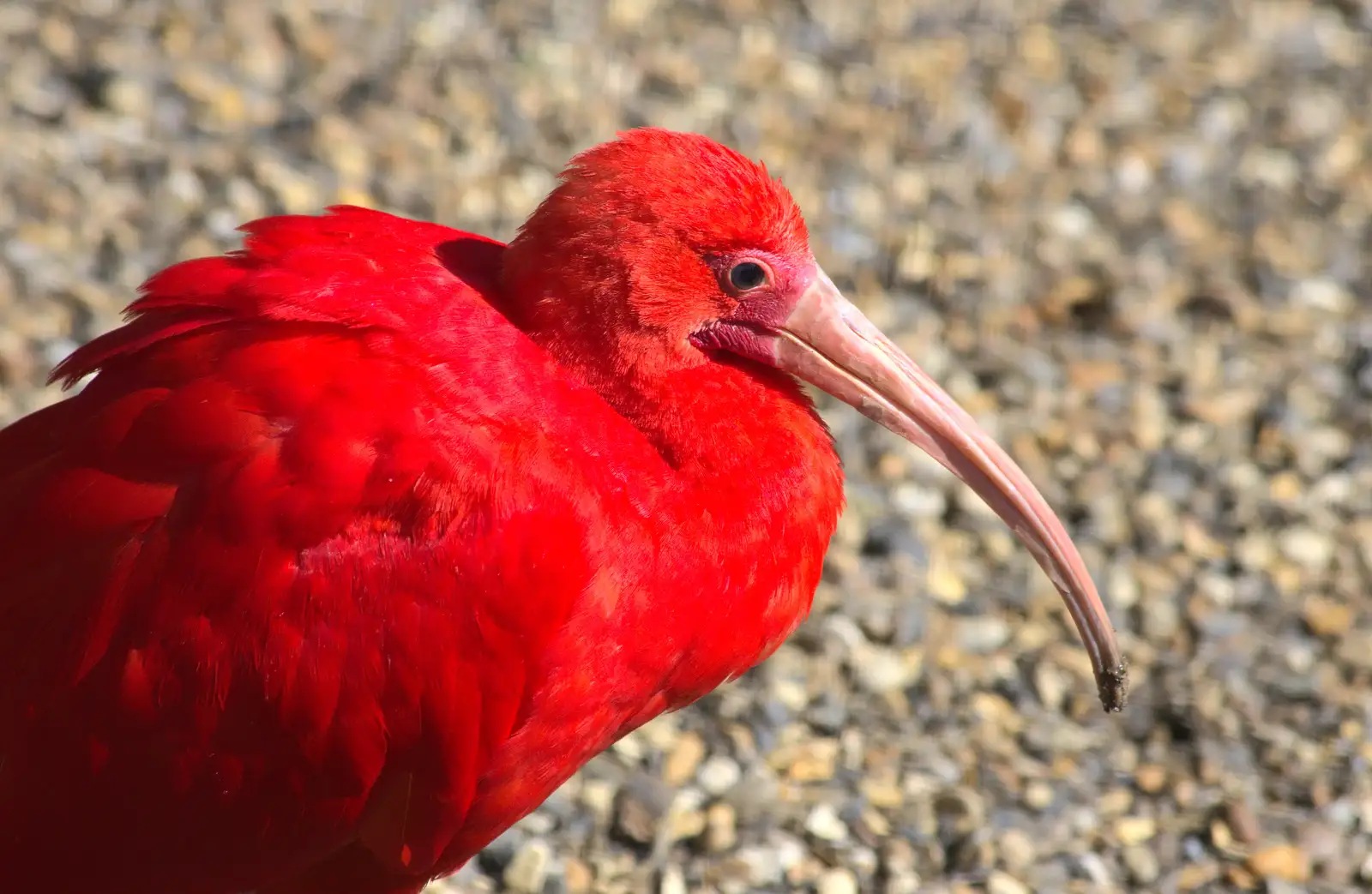 An implausibly-orange bird, from Another Trip to Banham Zoo, Banham, Norfolk - 25th March 2016