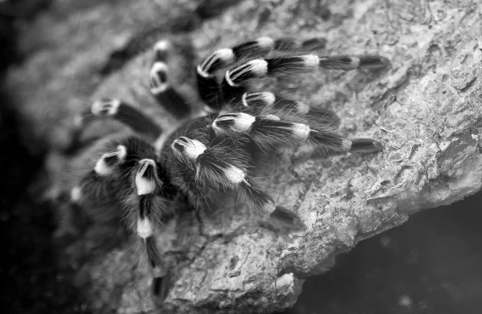 A big hairy tarantula, from Another Trip to Banham Zoo, Banham, Norfolk - 25th March 2016