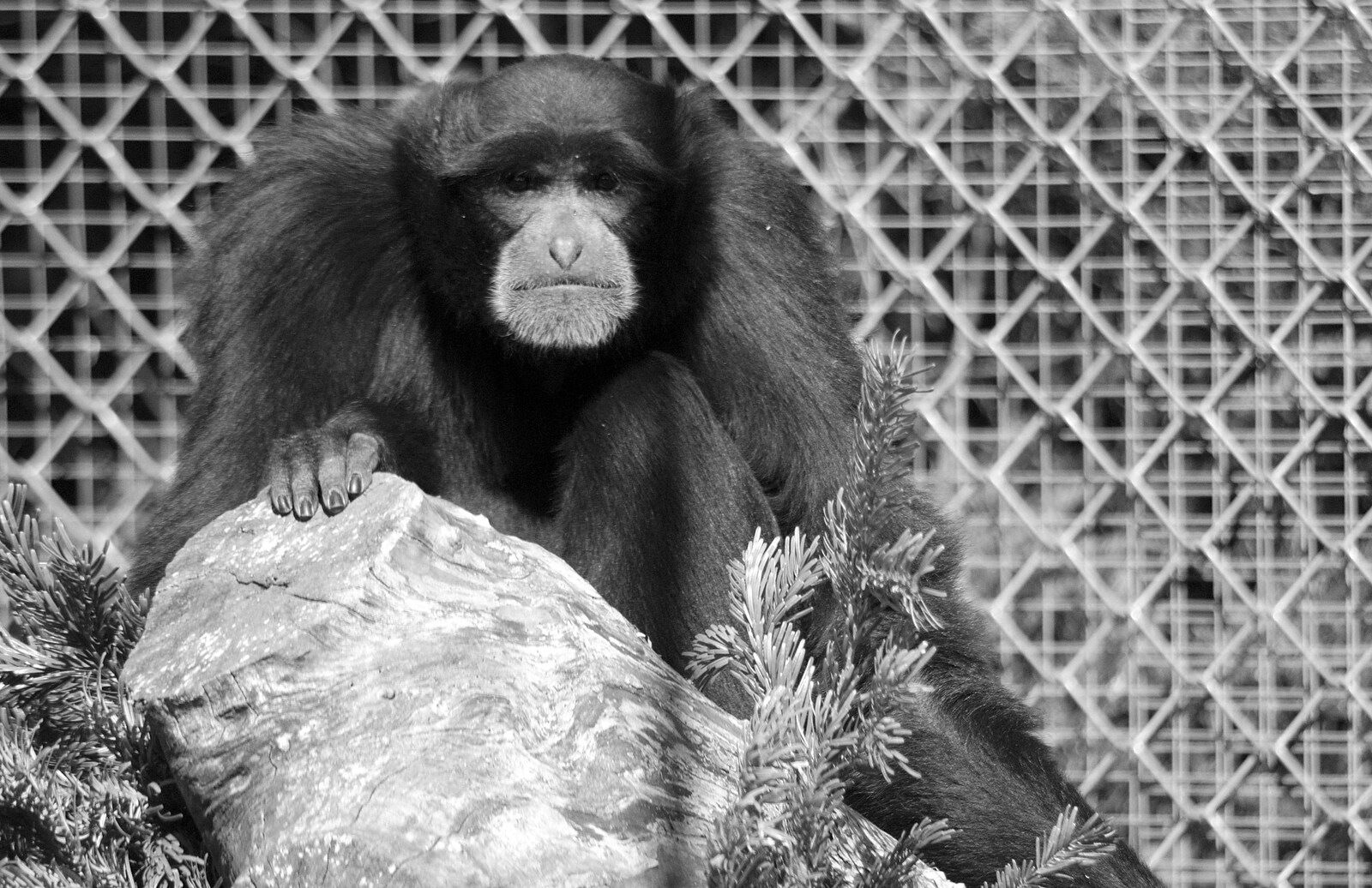 A sad-looking ape from Another Trip to Banham Zoo, Banham, Norfolk - 25th March 2016