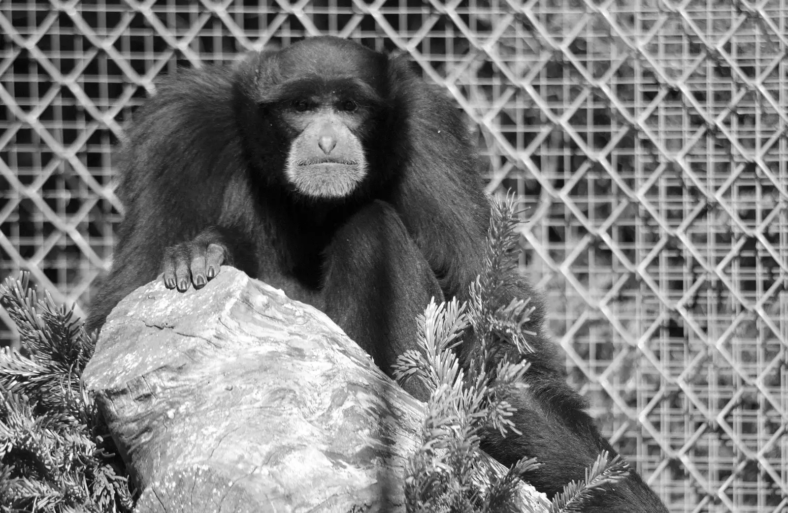 A sad-looking ape, from Another Trip to Banham Zoo, Banham, Norfolk - 25th March 2016