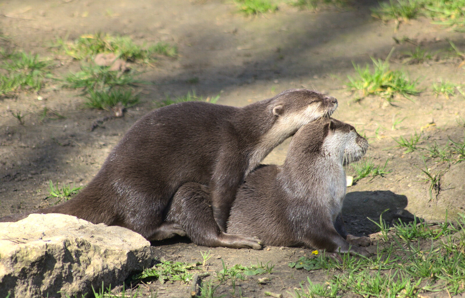 The otters are getting it on from Another Trip to Banham Zoo, Banham, Norfolk - 25th March 2016
