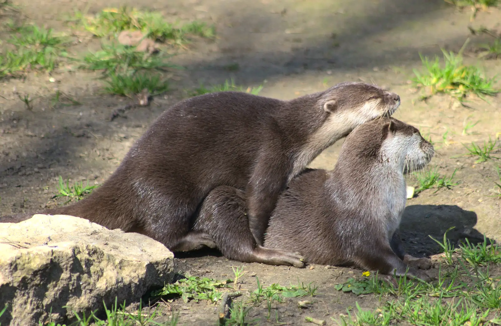 The otters are getting it on, from Another Trip to Banham Zoo, Banham, Norfolk - 25th March 2016