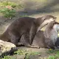 The otters are getting it on, Another Trip to Banham Zoo, Banham, Norfolk - 25th March 2016