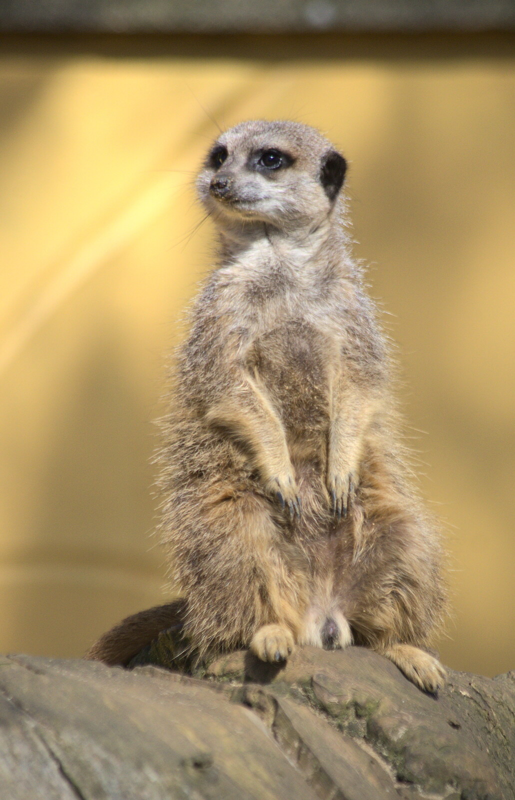 A meerkat looks around from Another Trip to Banham Zoo, Banham, Norfolk - 25th March 2016