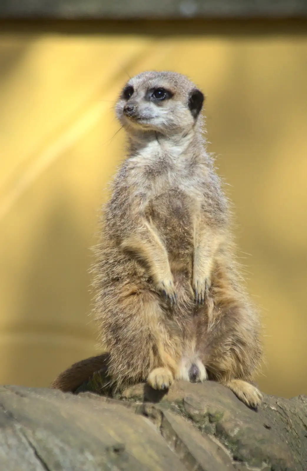 A meerkat looks around, from Another Trip to Banham Zoo, Banham, Norfolk - 25th March 2016