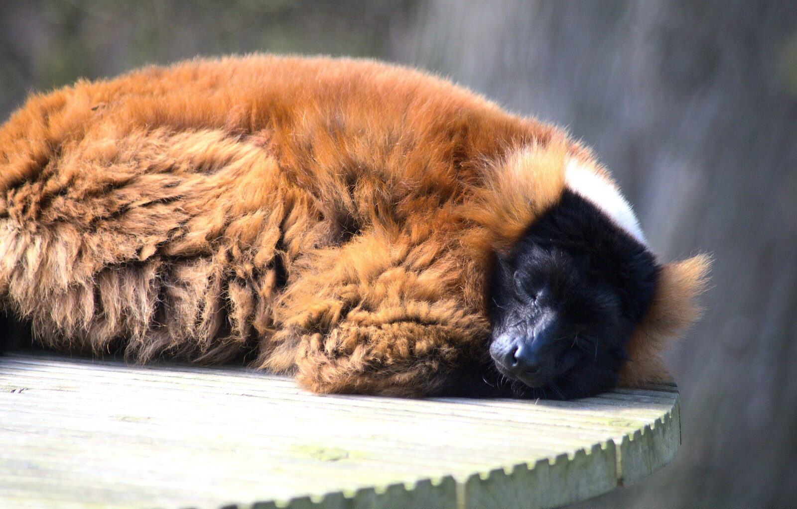 A lemur has a sleep from Another Trip to Banham Zoo, Banham, Norfolk - 25th March 2016
