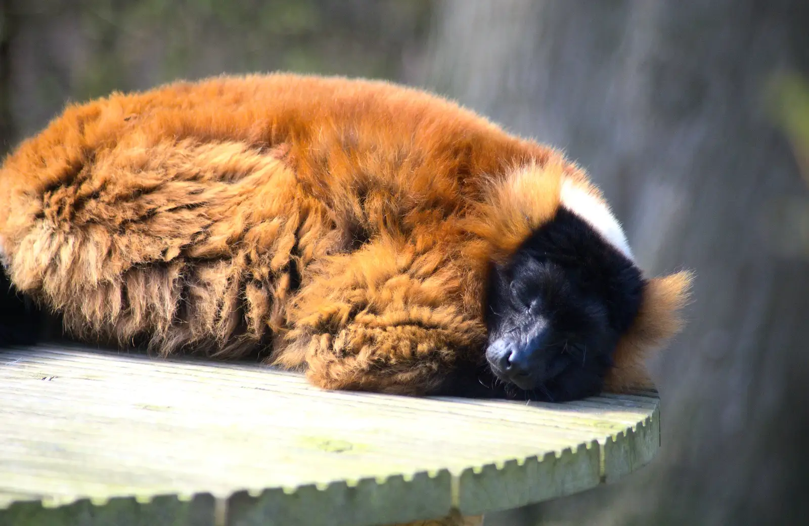 A lemur has a sleep, from Another Trip to Banham Zoo, Banham, Norfolk - 25th March 2016