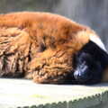 Another Trip to Banham Zoo, Banham, Norfolk - 25th March 2016, A lemur has a sleep