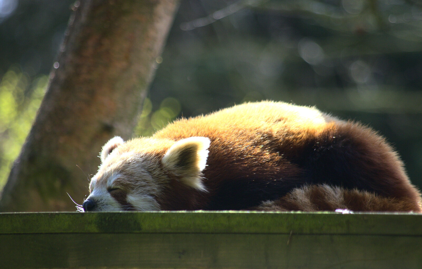 The red panda is also sleeping from Another Trip to Banham Zoo, Banham, Norfolk - 25th March 2016