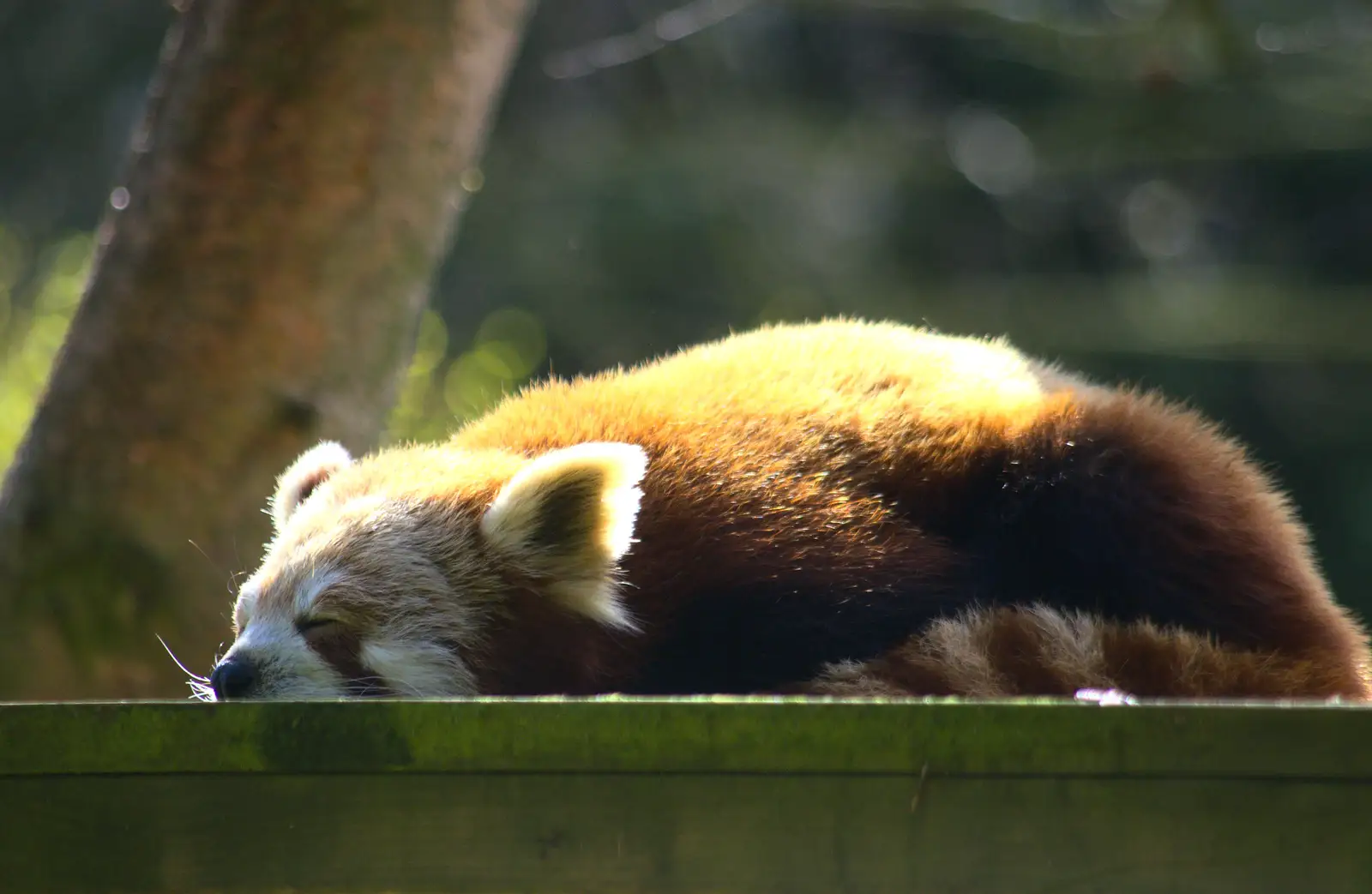 The red panda is also sleeping, from Another Trip to Banham Zoo, Banham, Norfolk - 25th March 2016