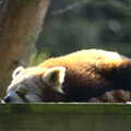 Another Trip to Banham Zoo, Banham, Norfolk - 25th March 2016, The red panda isalso sleeping