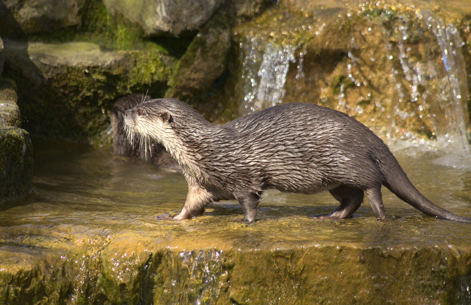 An otter goes for a walk from Another Trip to Banham Zoo, Banham, Norfolk - 25th March 2016