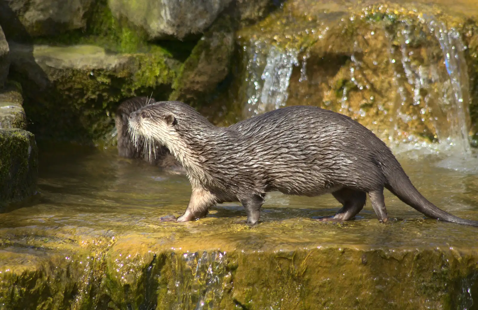 An otter goes for a walk, from Another Trip to Banham Zoo, Banham, Norfolk - 25th March 2016