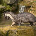 Another Trip to Banham Zoo, Banham, Norfolk - 25th March 2016, An otter goes for a walk