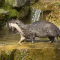 An otter goes for a walk, Another Trip to Banham Zoo, Banham, Norfolk - 25th March 2016