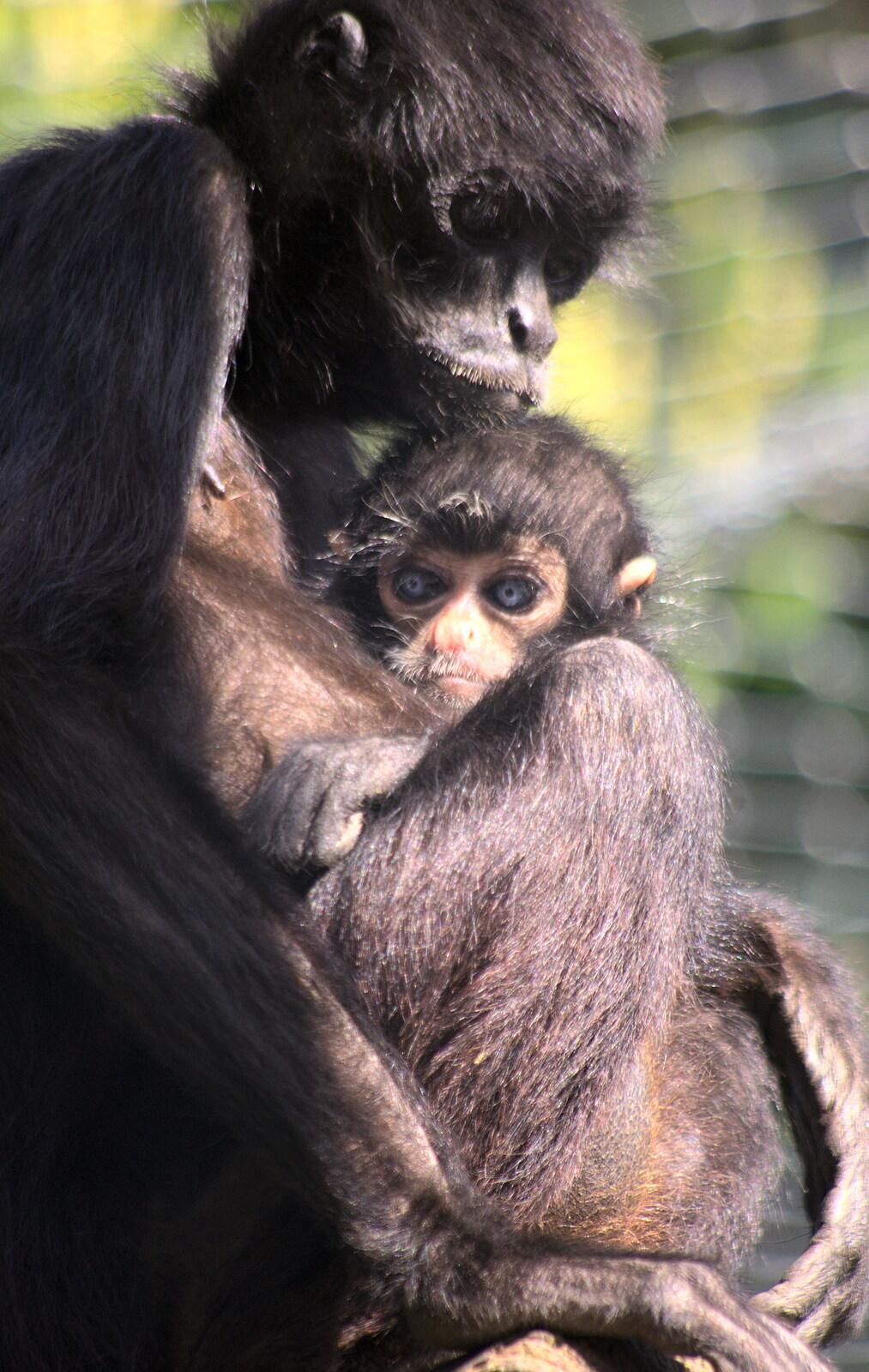 A baby monkey gets a cuddle from Another Trip to Banham Zoo, Banham, Norfolk - 25th March 2016