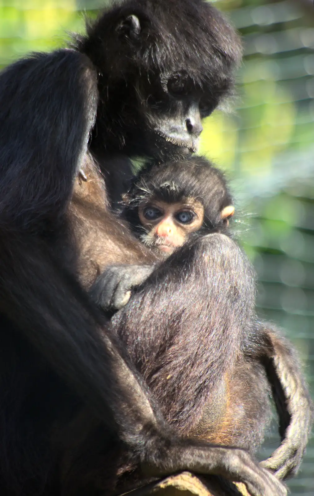 A baby monkey gets a cuddle, from Another Trip to Banham Zoo, Banham, Norfolk - 25th March 2016