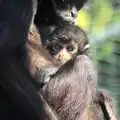 A baby monkey gets a cuddle, Another Trip to Banham Zoo, Banham, Norfolk - 25th March 2016